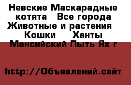 Невские Маскарадные котята - Все города Животные и растения » Кошки   . Ханты-Мансийский,Пыть-Ях г.